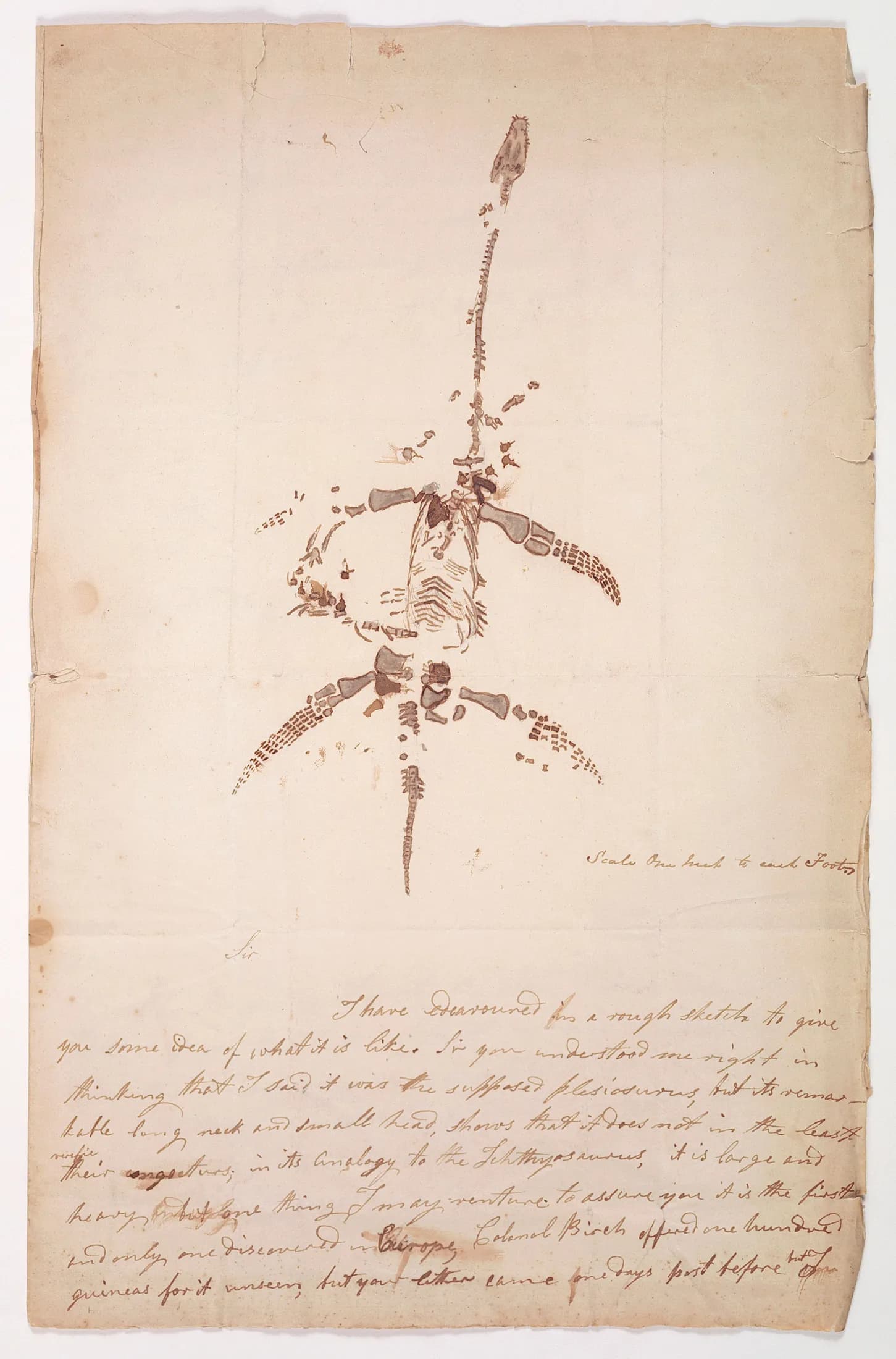 The letter: a long ink sketch of the plesiosaurus skeleton across the head of the sheet, with close handwriting filling the leaf beneath it.