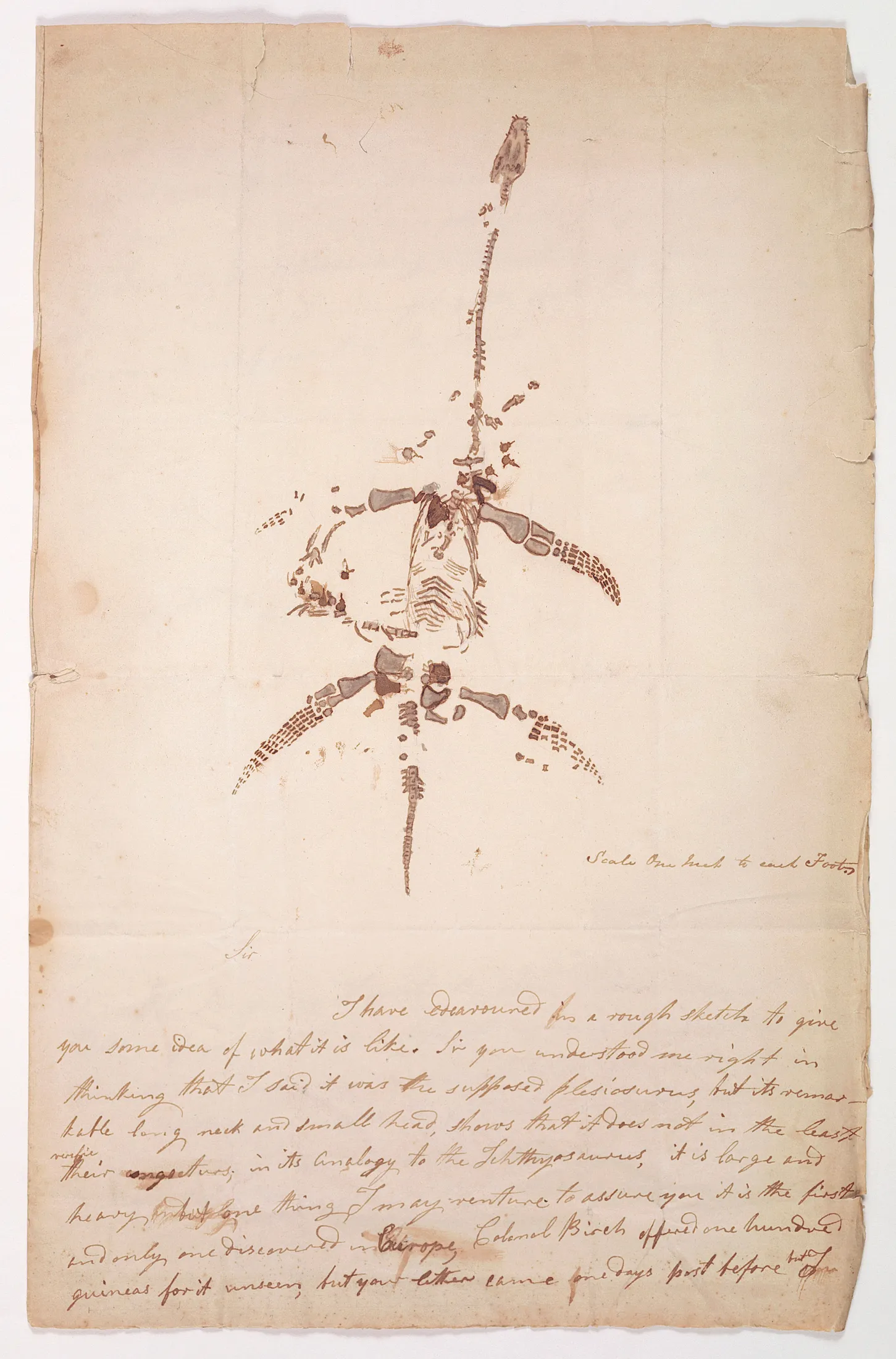 Autograph letter from Mary Anning describing the plesiosaurus discovery, headed by her own ink sketch of the skeleton scaled one inch to each foot.